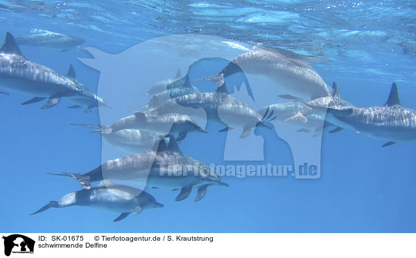 schwimmende Delfine / swimming Dolphins / SK-01675