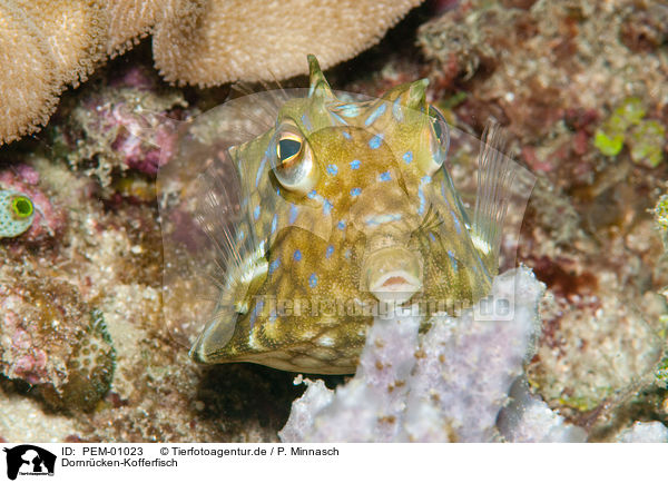 Dornrcken-Kofferfisch / longhorn cowfish / PEM-01023