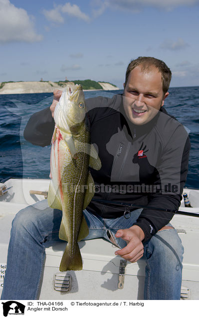Angler mit Dorsch / fisher with cod / THA-04166