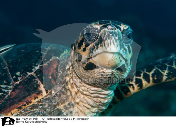 Echte Karettschildkrte / hawksbill sea turtle / PEM-01165