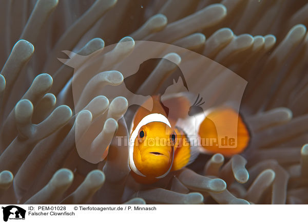 Falscher Clownfisch / false clown anemonefish / PEM-01028
