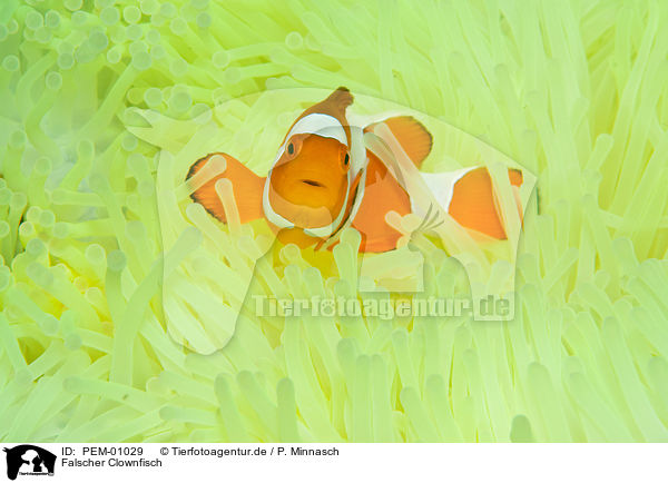 Falscher Clownfisch / false clown anemonefish / PEM-01029