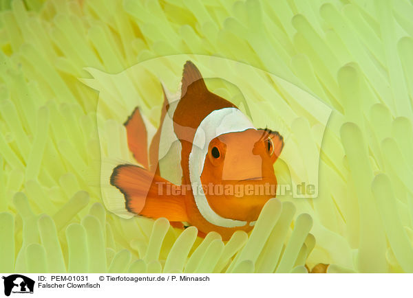 Falscher Clownfisch / false clown anemonefish / PEM-01031