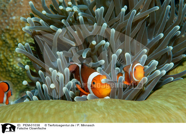 Falsche Clownfische / false clown anemonefishes / PEM-01038