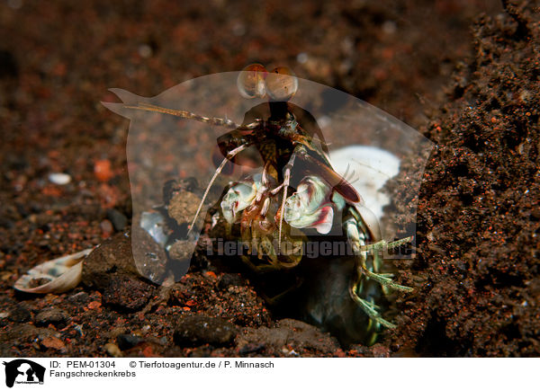 Fangschreckenkrebs / mantis shrimp / PEM-01304