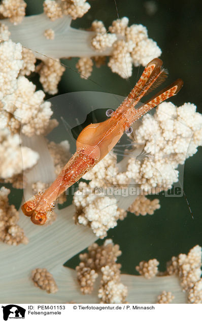 Felsengarnele / long nose shrimp / PEM-01153