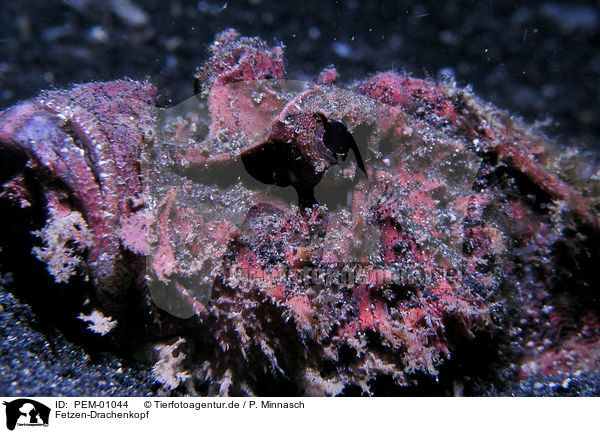 Fetzen-Drachenkopf / raggy scorpionfish / PEM-01044