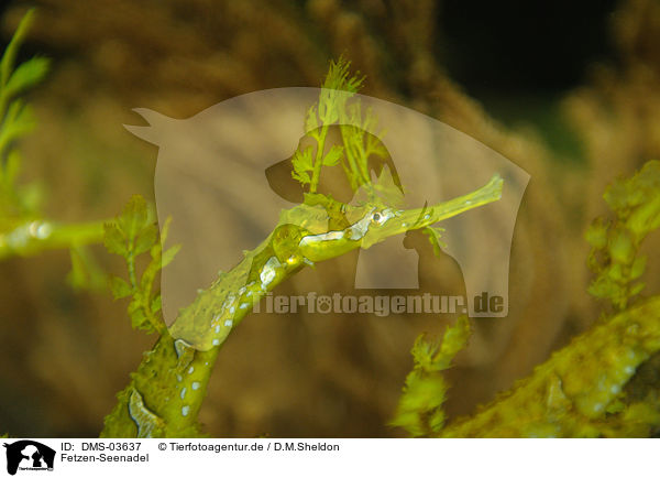 Fetzen-Seenadel / ribboned pipefish / DMS-03637