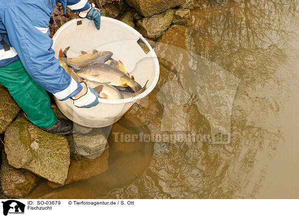 Fischzucht / pisciculture / SO-03679