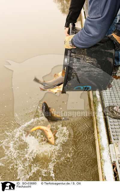 Fischzucht / pisciculture / SO-03680