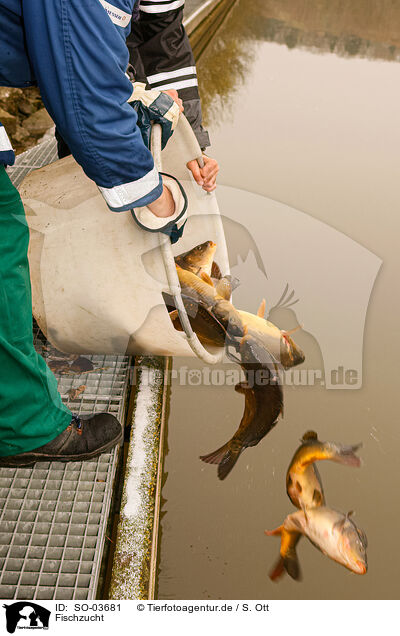 Fischzucht / pisciculture / SO-03681