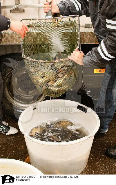 Fischzucht / pisciculture / SO-03690