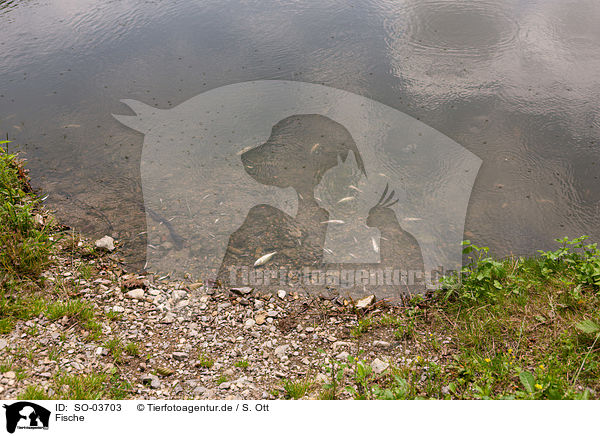 Fische / fishes / SO-03703
