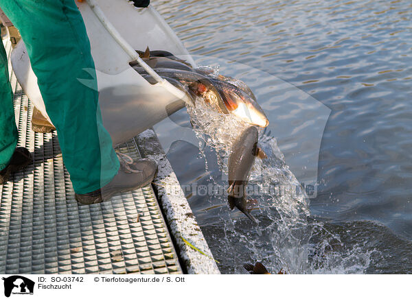 Fischzucht / SO-03742