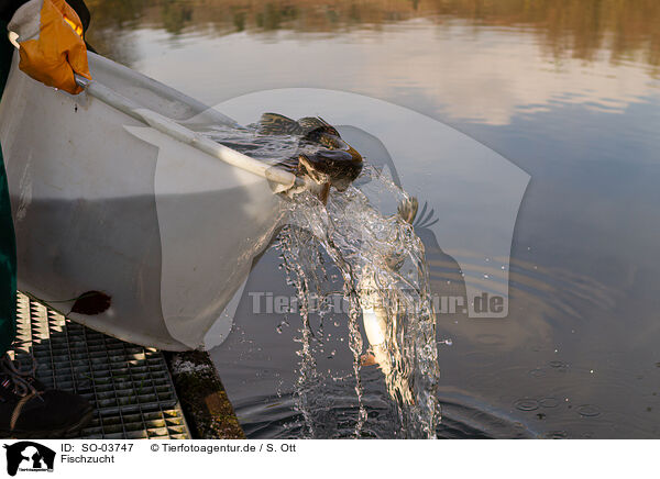 Fischzucht / pisciculture / SO-03747