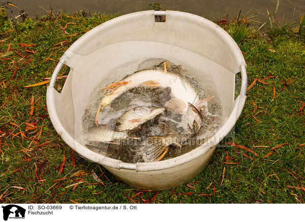 Fischzucht / pisciculture / SO-03669