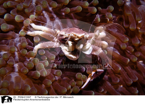 Fleckentupfen-Anemonenkrabbe / spotted porcelain crab / PEM-01097