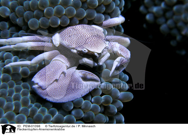 Fleckentupfen-Anemonenkrabbe / spotted porcelain crab / PEM-01098