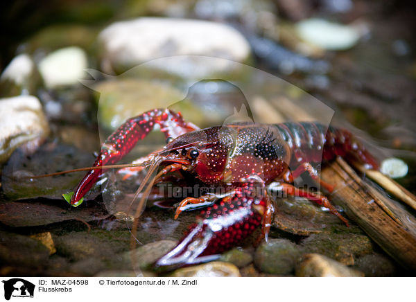 Flusskrebs / crayfish / MAZ-04598