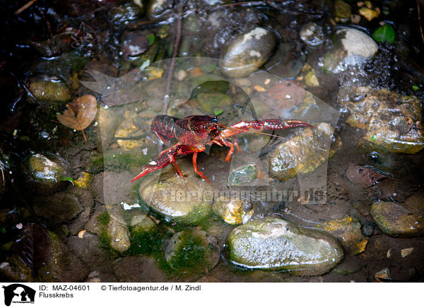 Flusskrebs / crayfish / MAZ-04601