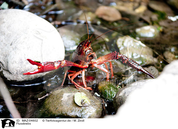 Flusskrebs / crayfish / MAZ-04602