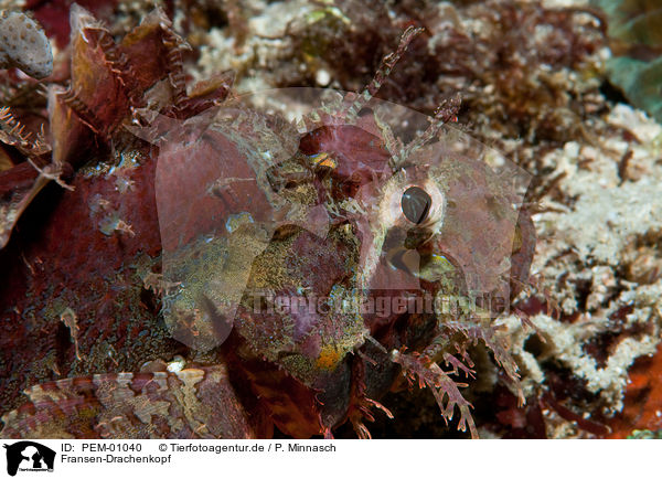 Fransen-Drachenkopf / tasseled scorpionfish / PEM-01040