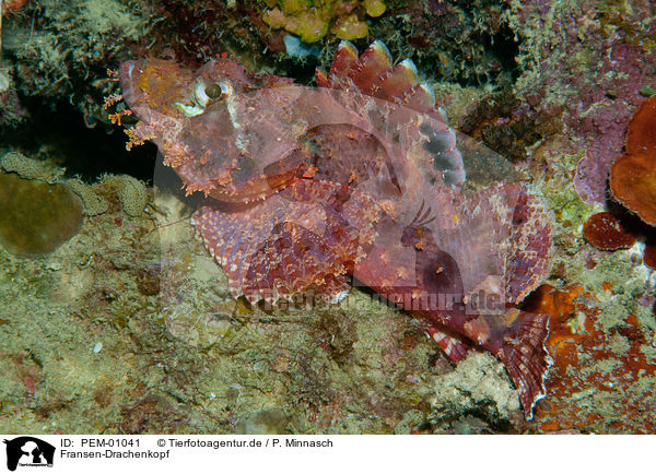 Fransen-Drachenkopf / tasseled scorpionfish / PEM-01041