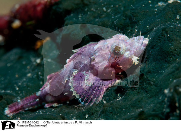 Fransen-Drachenkopf / tasseled scorpionfish / PEM-01042