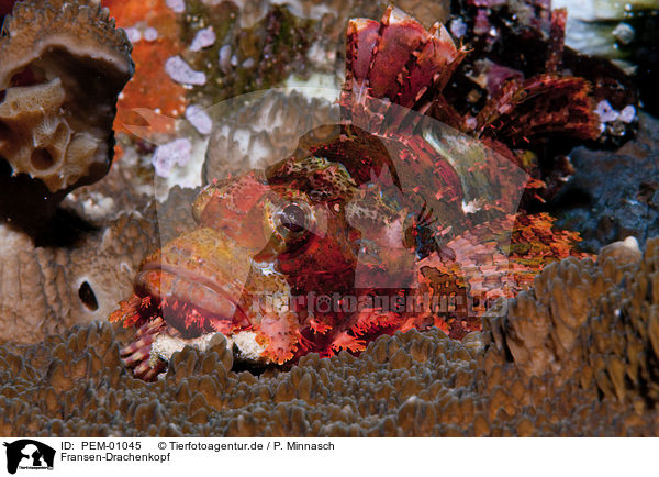 Fransen-Drachenkopf / tasseled scorpionfish / PEM-01045