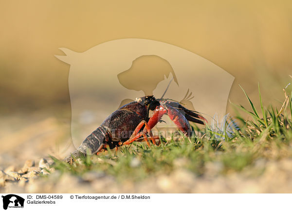 Galizierkrebs / crayfish / DMS-04589