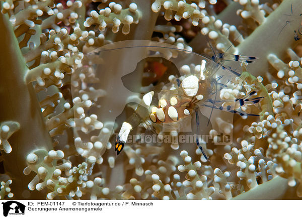 Gedrungene Anemonengarnele / anemone shrimp / PEM-01147