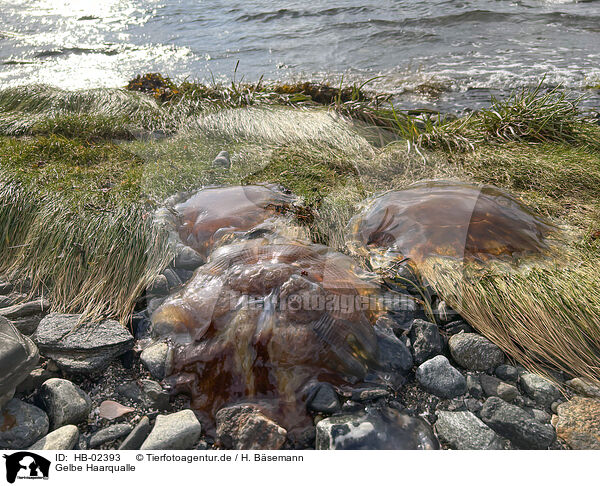 Gelbe Haarqualle / giant jellyfish / HB-02393