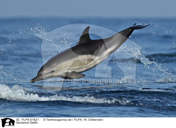 Gemeiner Delfin / FLPA-01821