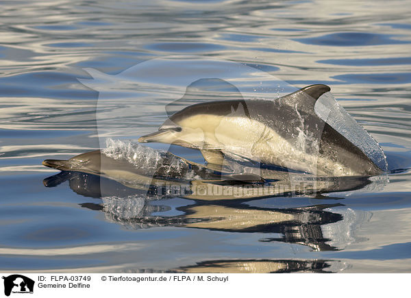 Gemeine Delfine / short-beaked common dolphins / FLPA-03749