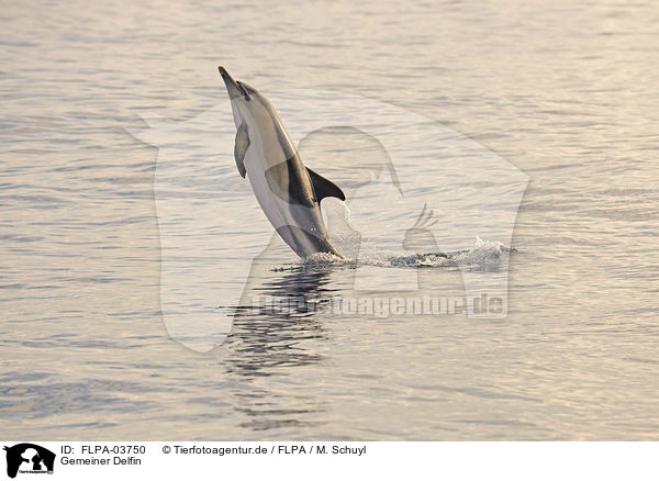 Gemeiner Delfin / short-beaked common dolphin / FLPA-03750