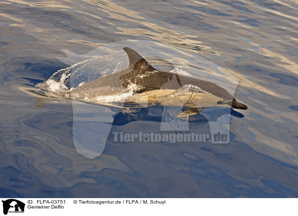 Gemeiner Delfin / short-beaked common dolphin / FLPA-03751