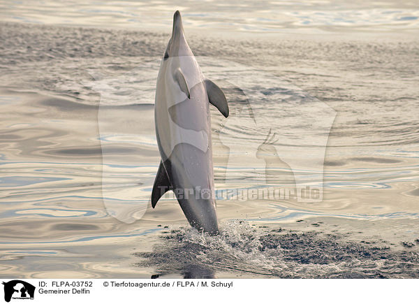 Gemeiner Delfin / short-beaked common dolphin / FLPA-03752