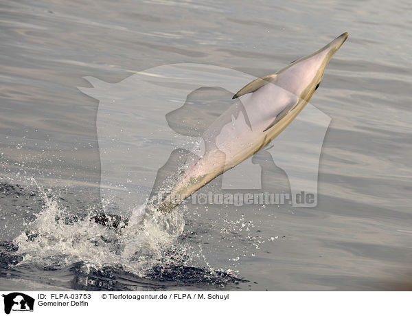 Gemeiner Delfin / FLPA-03753