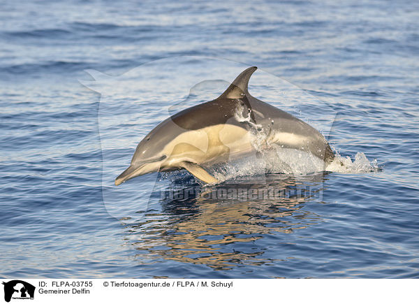 Gemeiner Delfin / short-beaked common dolphin / FLPA-03755