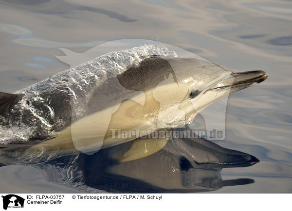 Gemeiner Delfin / FLPA-03757