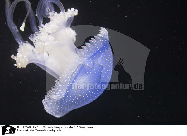 Gepunktete Wurzelmundqualle / Australian spotted Jellyfish / PW-08477