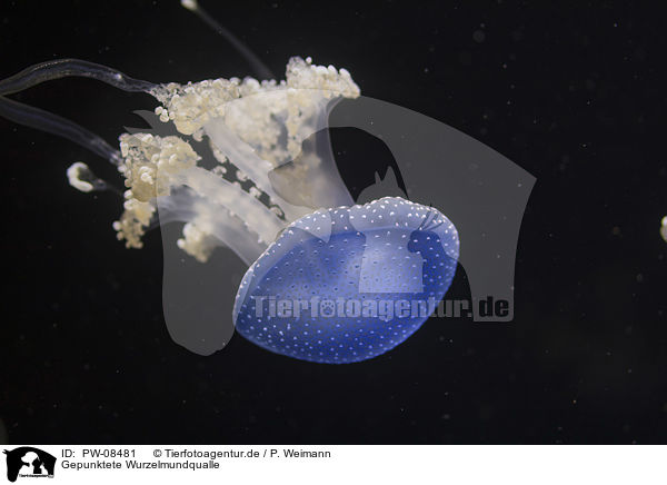 Gepunktete Wurzelmundqualle / Australian spotted Jellyfish / PW-08481