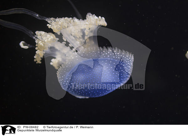 Gepunktete Wurzelmundqualle / Australian spotted Jellyfish / PW-08482