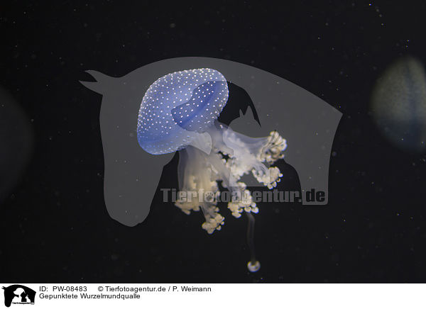 Gepunktete Wurzelmundqualle / Australian spotted Jellyfish / PW-08483