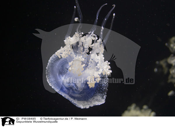 Gepunktete Wurzelmundqualle / Australian spotted Jellyfish / PW-08485