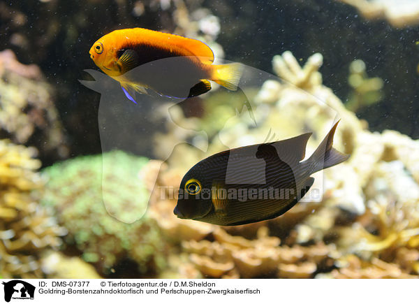Goldring-Borstenzahndoktorfisch und Perlschuppen-Zwergkaiserfisch / spotted surgeonfish and pearlscale angelfish / DMS-07377