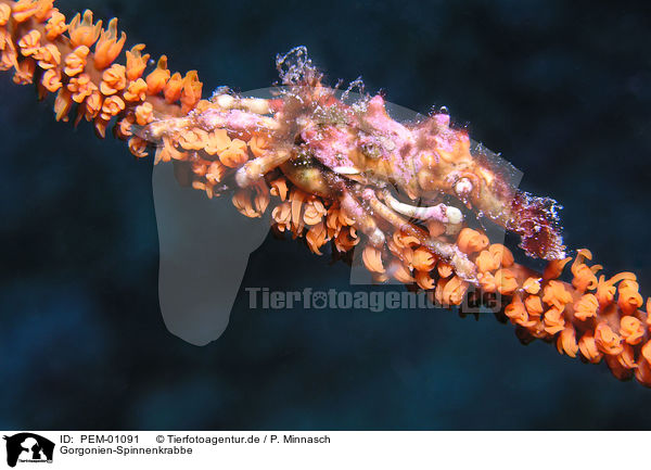 Gorgonien-Spinnenkrabbe / whip coral spider crab / PEM-01091