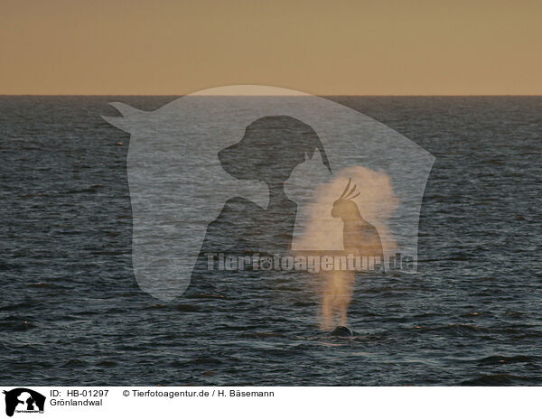 Grnlandwal / bowhead whale / HB-01297