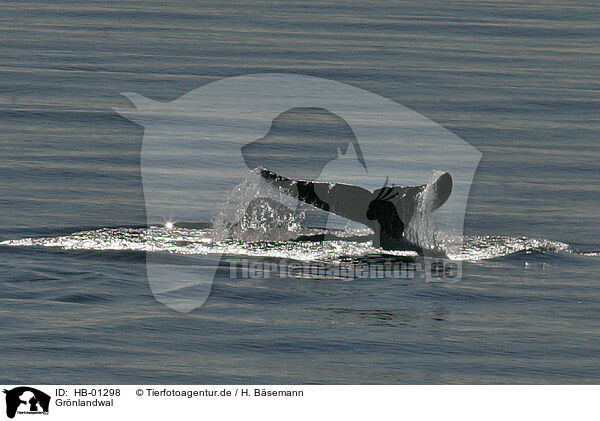 Grnlandwal / bowhead whale / HB-01298