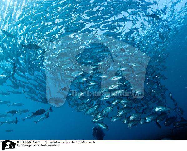 Groaugen-Stachelmakrelen / big eyed trevally / PEM-01263